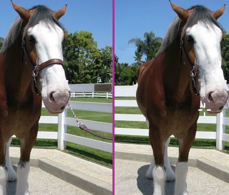 Гра Знайти відмінності на ранчо