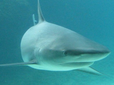 Гра Збери акулу